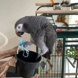 Beautiful African Grey Parrots for Rehoming