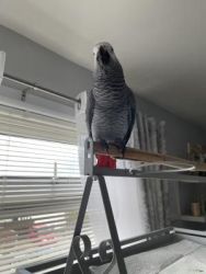 Talking African grey Parrot Can't Wait To Meet New Owner.