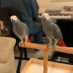 African Grey Parrots!