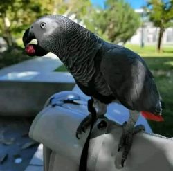Luxurious African grey parrot