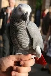 congo african grey parrot