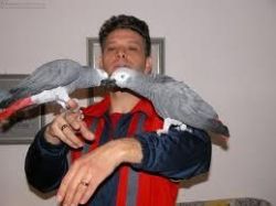 African Grey parrots for adoption.