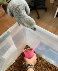 2 Years Old African Grey
