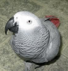 Charming Congo African Grey for willing homes