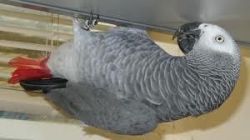 Congo African Grey Parrot available.