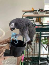 Beautiful African grey female parrot