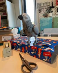 Male African Gray Parrot