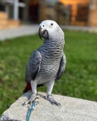 Male African Gray Parrot