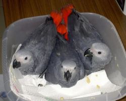 Cute African grey parrot set to go