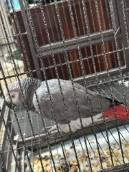 32 Year Old African Grey