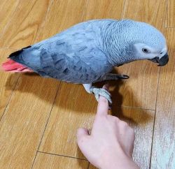 Healthy African grey parrots for sale