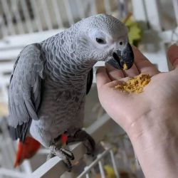Healthy African grey parrots