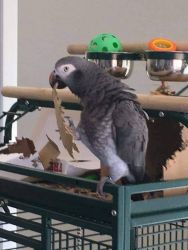 Lovely African grey parrot