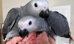 Hand Tame African Grey Parrots For Sale