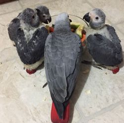 Hand Tame African Grey Parrots For Sale
