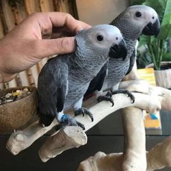 A pair of Congo African Grey parrots