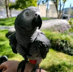 Beautiful female African grey parrot for adoption