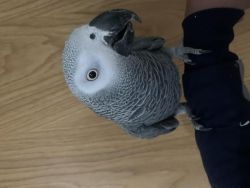 Adorable African grey parrots now