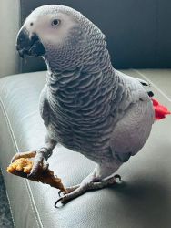 Exotic African grey parrot