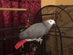 For sale african grey parrot
