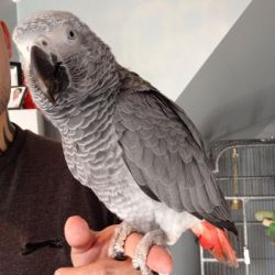 Lovely male and female Congo African Grey Parrots