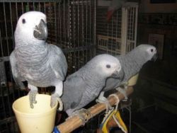 perfect pair of timeth africa grey parrots
