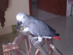 partie pair african grey parrots ready for sale
