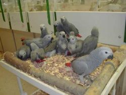 African grey parrots available for sale