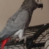 Hand Reared African greys