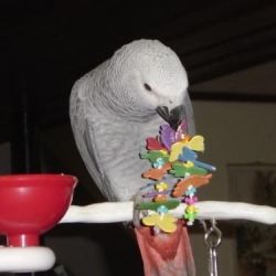 Baby Hand Reared African Grey Parrots For Sale