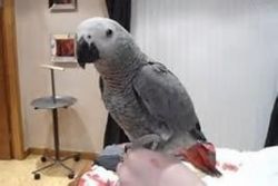 nice parrot for adoption
