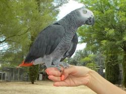 Outstanding African Grey Parrots For Re-Homing
