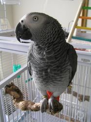 Hand Raised African Grey Parrot