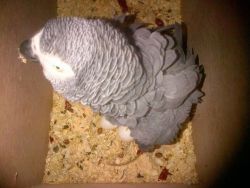 African Grey Parrot and eggs