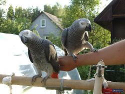 Grey Parrots for sale