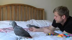 Sweet Hand Fed Baby African Grey Congo And Macaws