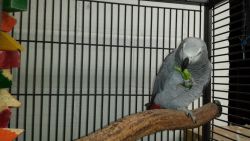 African Grey Timneh Babies For Sale!