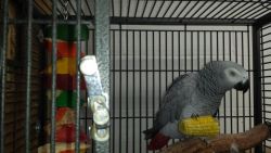 Congo African Grey Parrot 12 Weeks Old