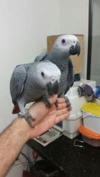 Nice Dna Check Pair Of African Grey Parrots