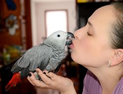 Grey, Red Congo African Grey Parrot