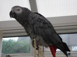 Cassy - Congo African Grey Parrot