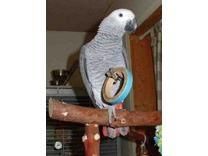 Rhgsef Congo African Grey Parrots