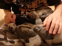 Charming Congo African Grey Parrots