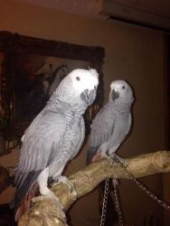 Tame/talkative African Grey Congo Parrots