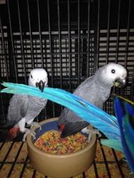 Great female and male african grey babies