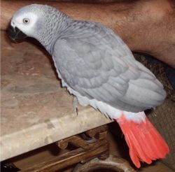 Buoyant African Grey Parrots for Sale