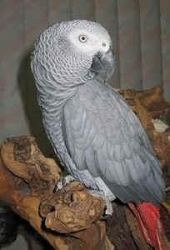 Pleasing African Grey Parrots for Sale