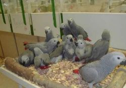 Observant African Grey Parrots for Sale