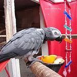 18 months old African Grey Parrots