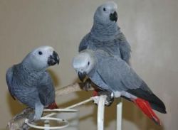 macaw parrots birds for sale